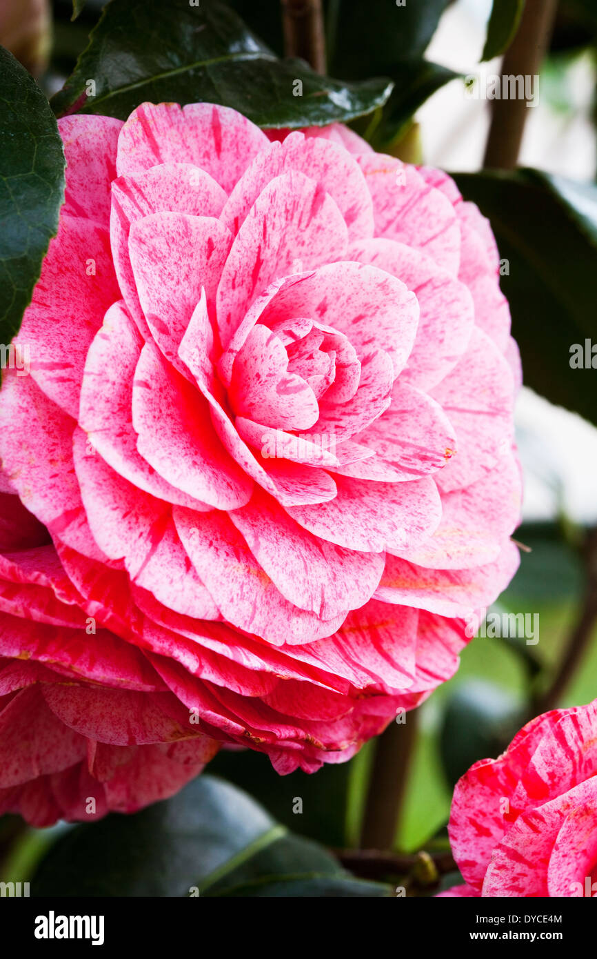 Pink Camellia japonica Foto Stock