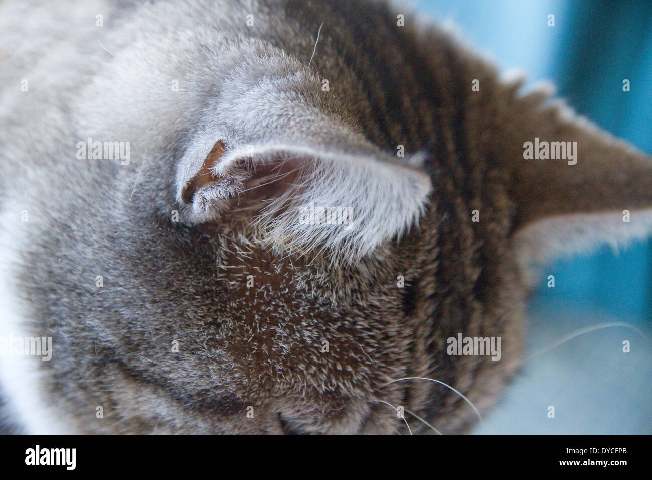 Close-up di un domestico tabby cat le orecchie e capelli auricolare Foto Stock