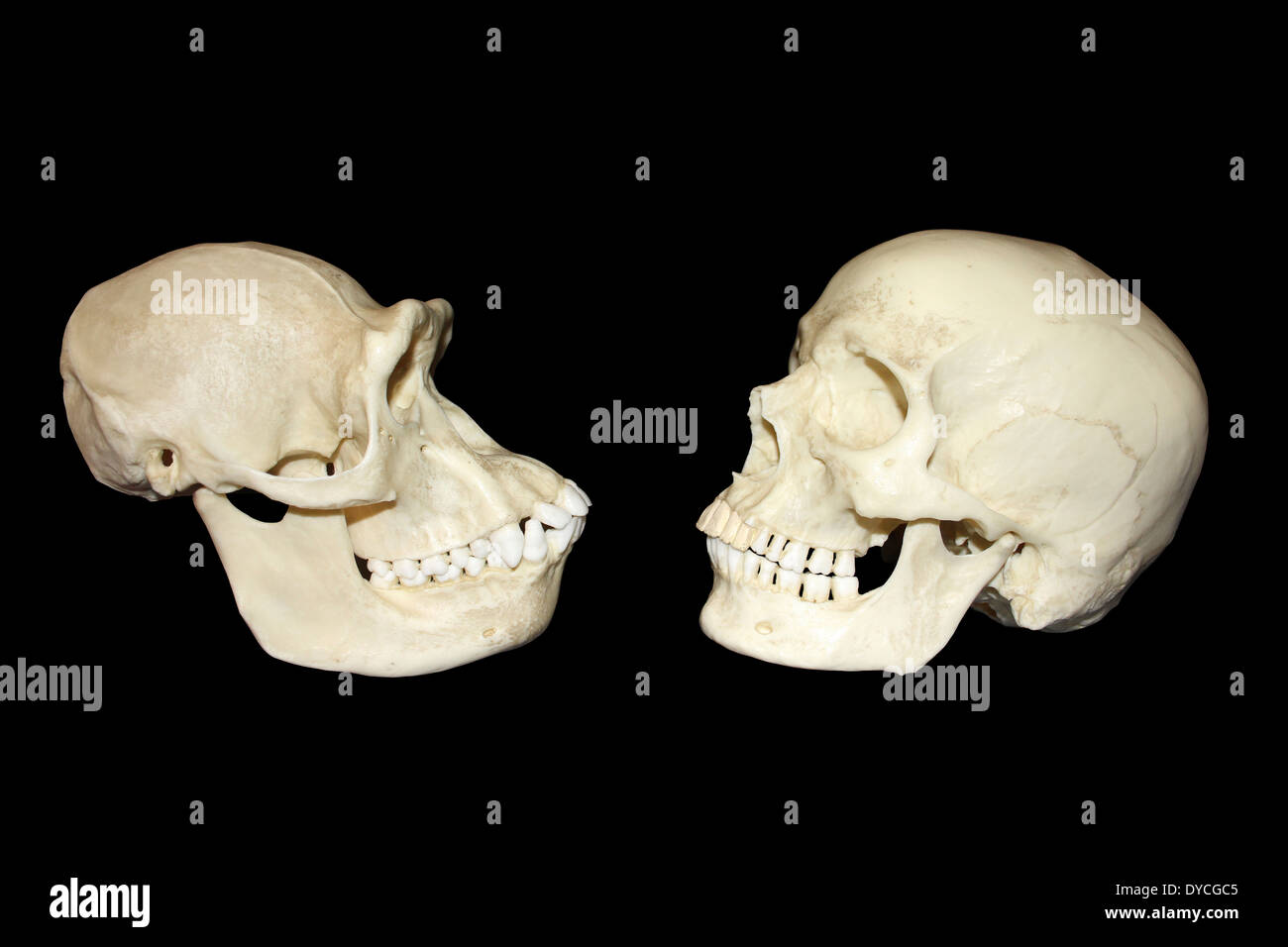 Confronto tra il cranio di scimpanzé femmina e umano moderno Homo sapiens Foto Stock