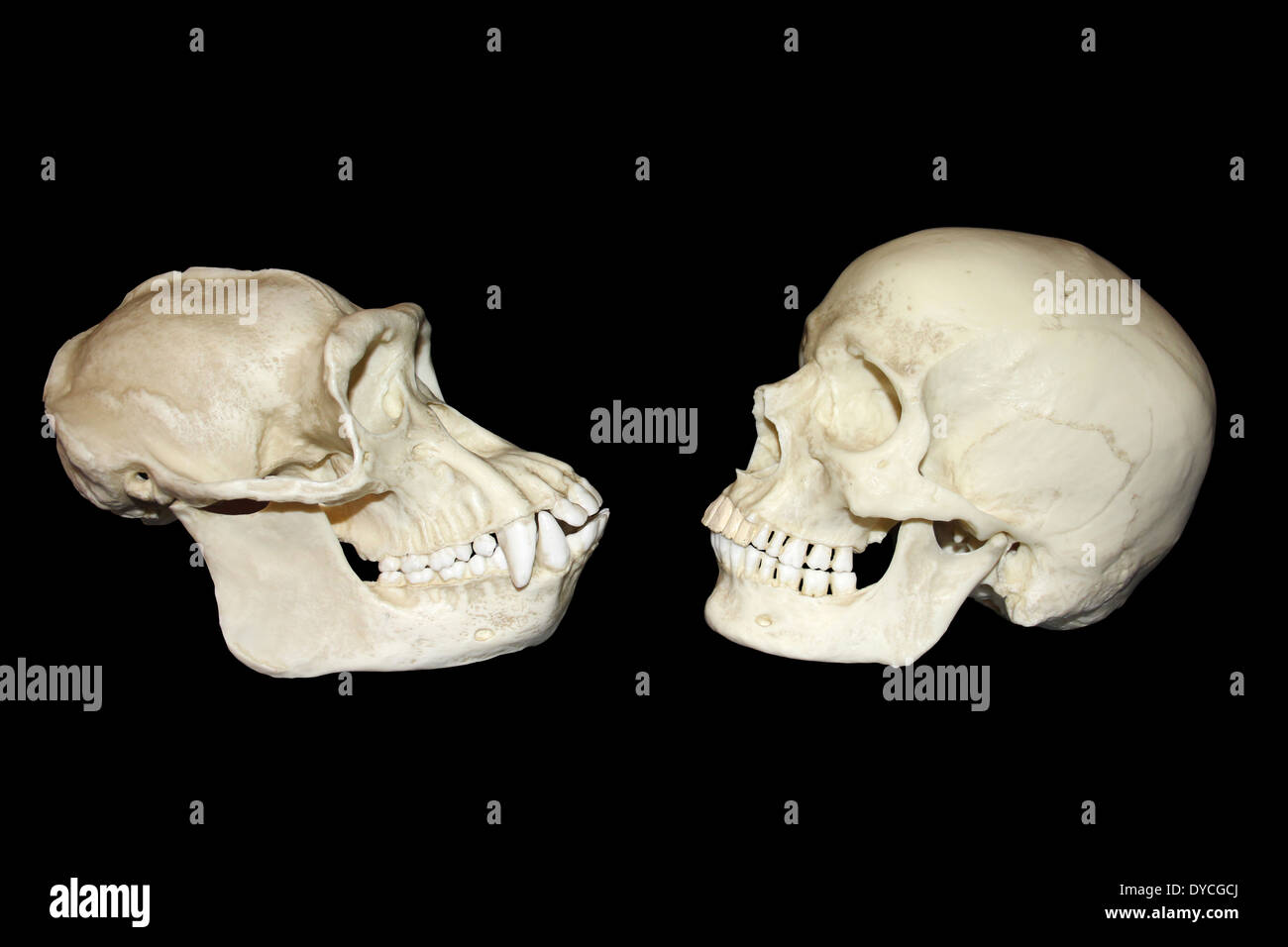 Confronto tra il cranio di scimpanzé maschi e umano moderno Homo sapiens Foto Stock