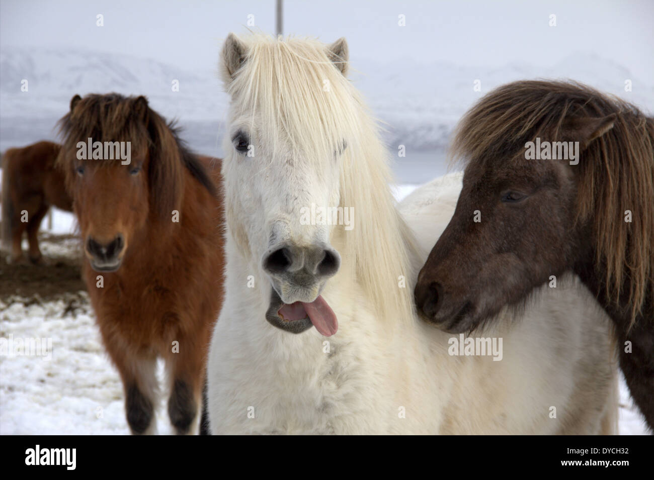 Cavallo islandese affiora fuori la sua lingua Foto Stock