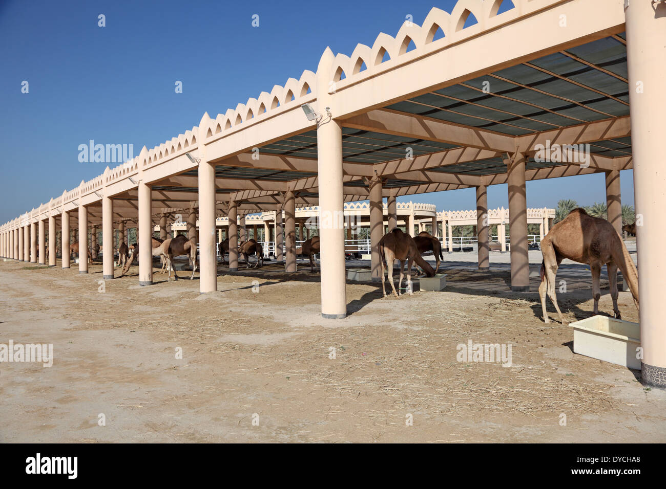 Allevamento di cammelli in Bahrain, Medio Oriente Foto Stock