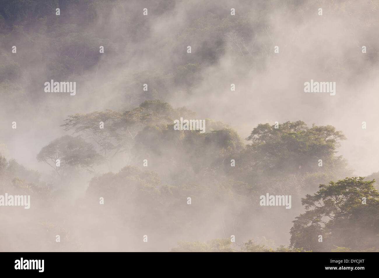Misty rain forest all'alba nel Parco Nazionale di Soberania, Repubblica di Panama. Foto Stock