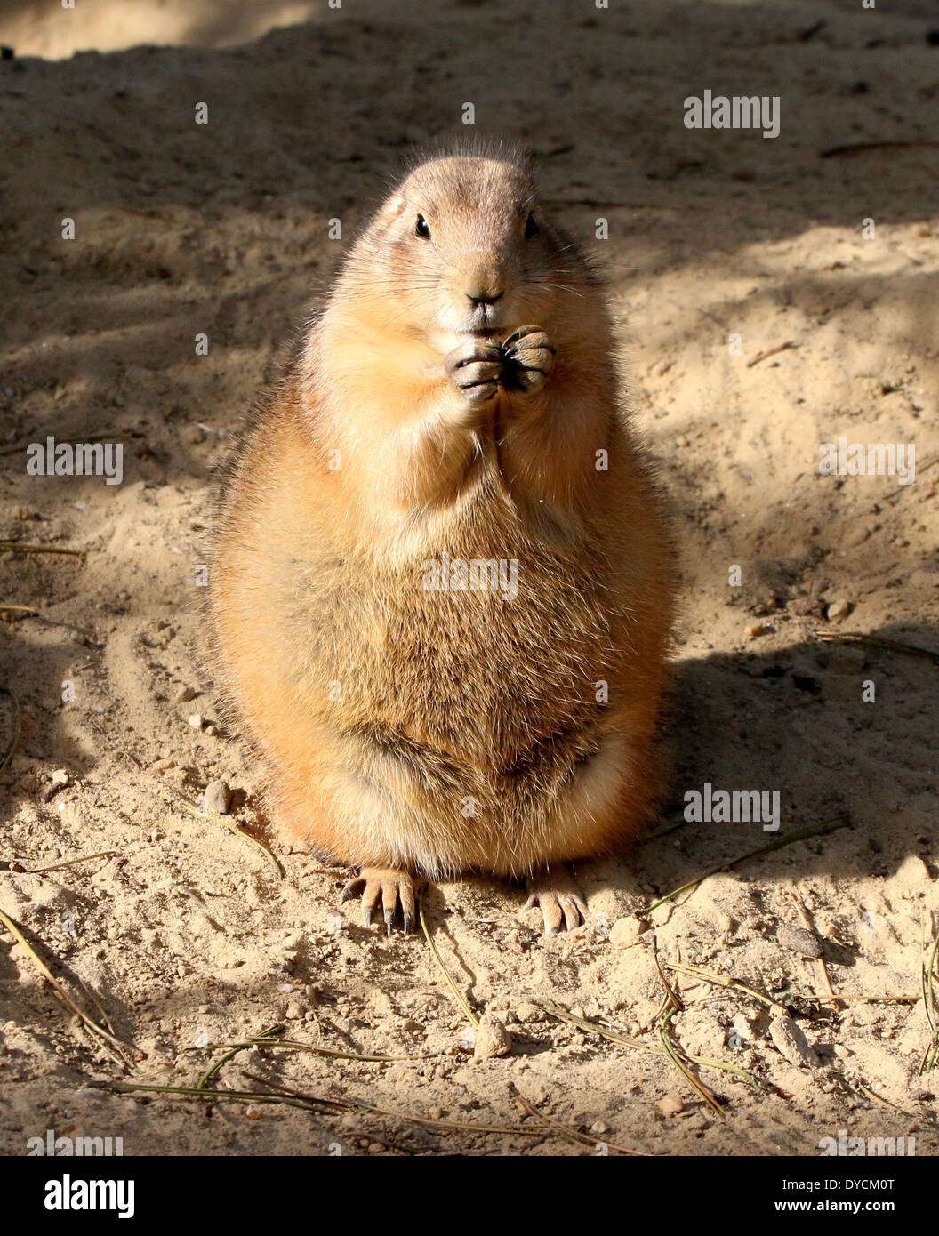 Nero-tailed prairie dog (Cynomys ludovicianus) munching su un ramoscello Foto Stock