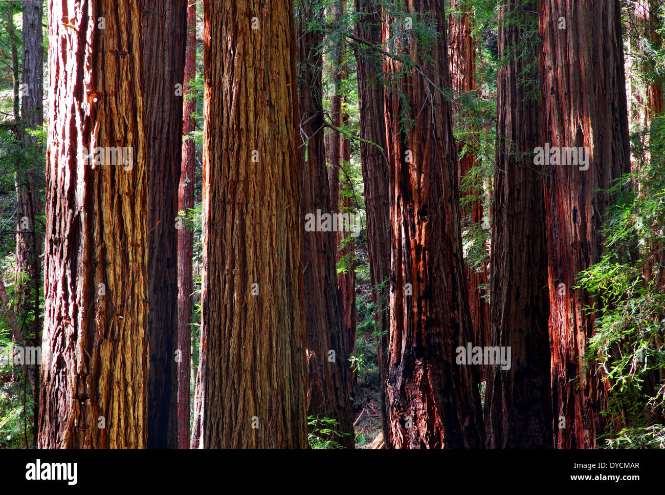 Vecchio gigante di crescita redwood grove, Muir Woods National Monument, Marin County, California, Stati Uniti d'America Foto Stock