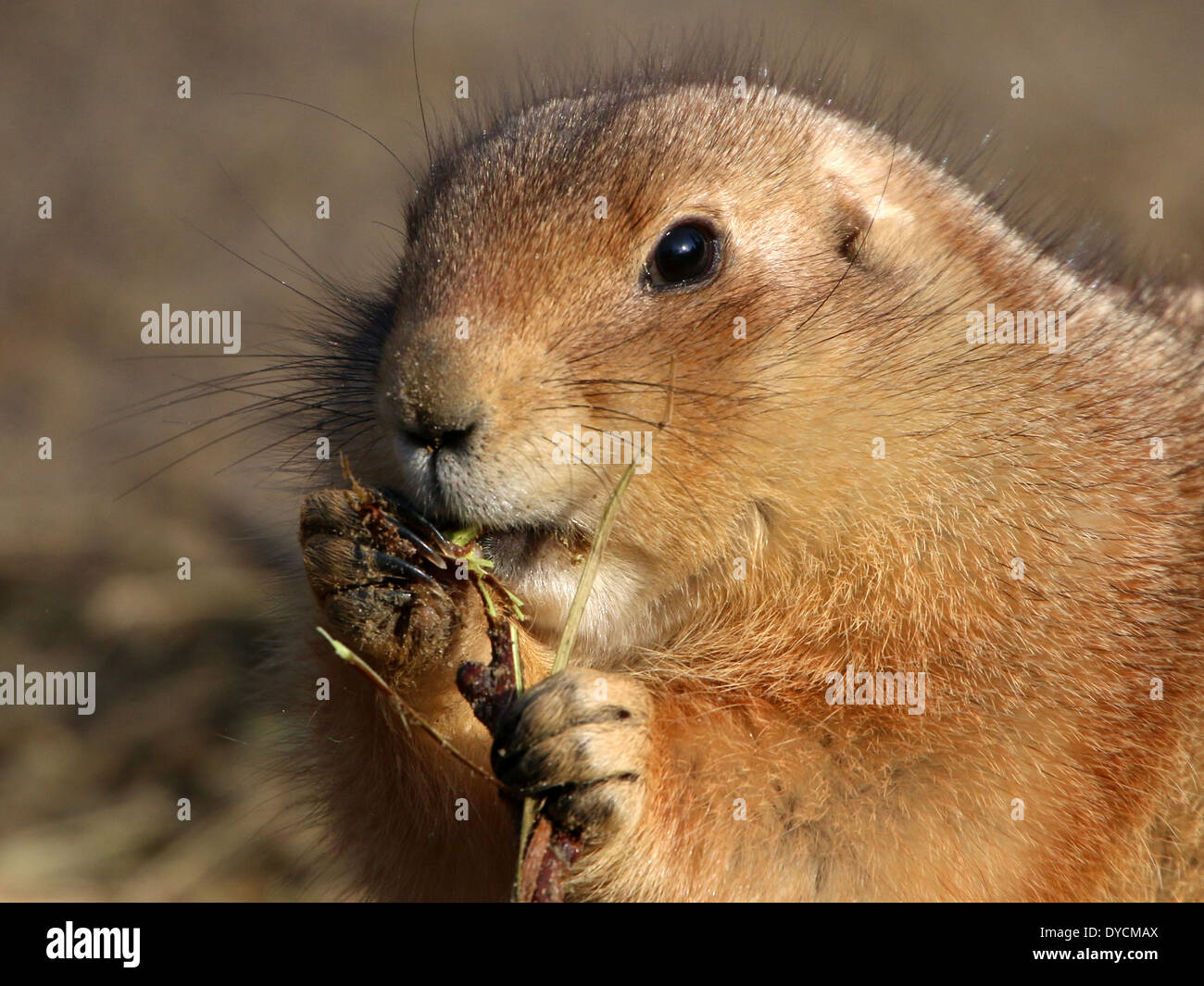 Close-up di un munching nero-tailed prairie dog (Cynomys ludovicianus) Foto Stock