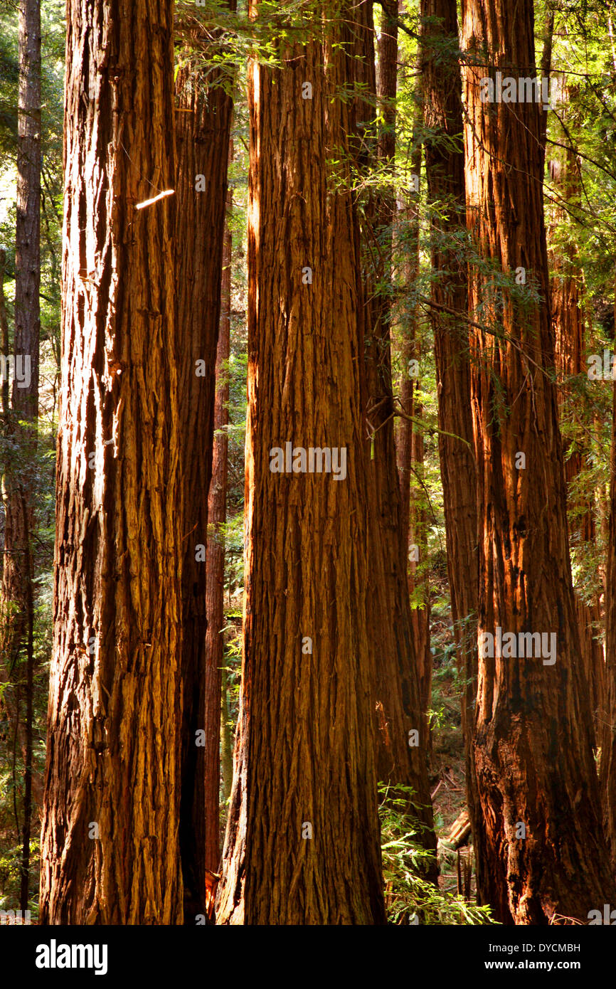 Vecchio gigante di crescita di alberi di sequoia (Sequoiadendron giganteum) torre sopra il suolo della foresta, Muir Woods National Monument, California Foto Stock
