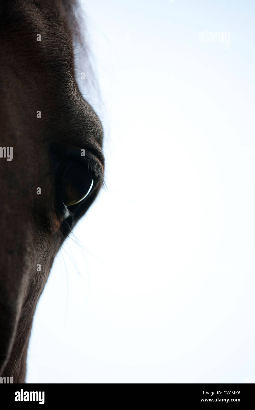 Un occhio di cavalli, vista laterale Foto Stock