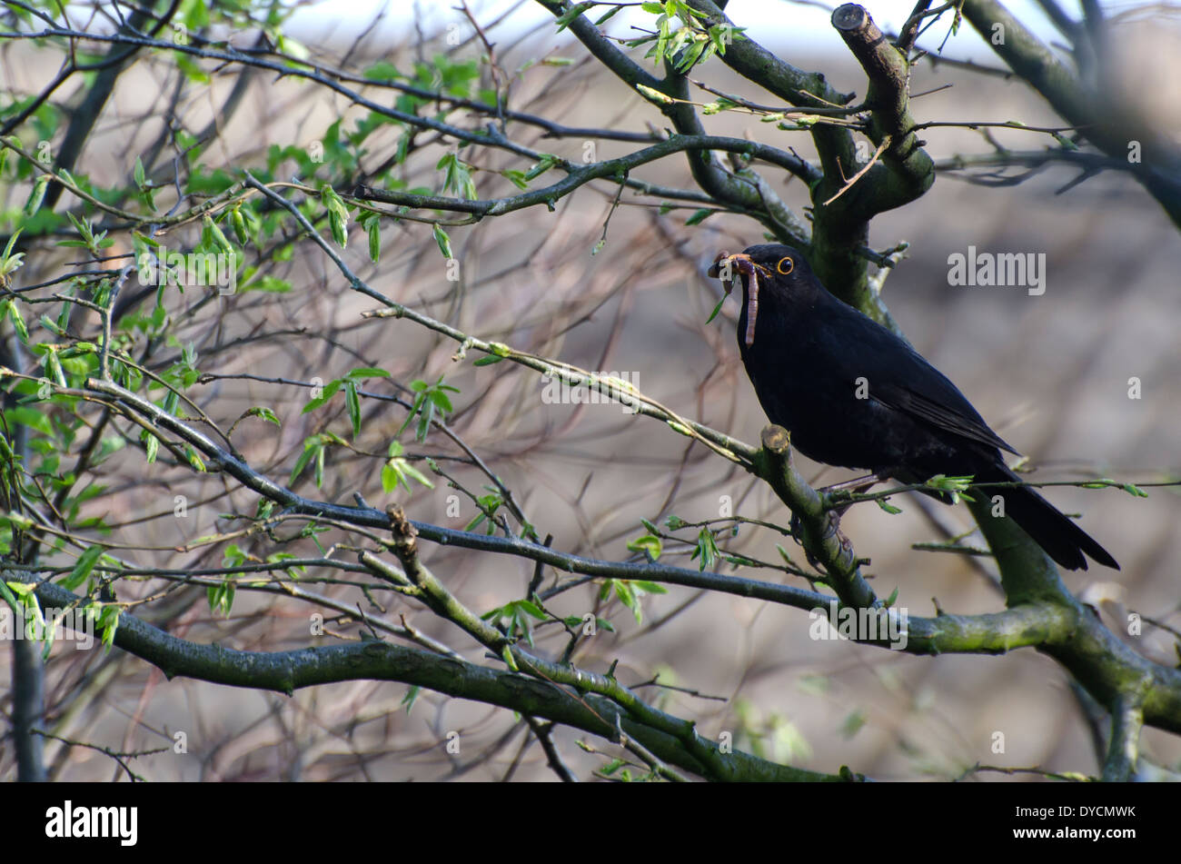 Un uccello nero con un becco pieni di vermi sostando in un giardino di pennini prima di tornare al nido per nutrire la sua covata Foto Stock