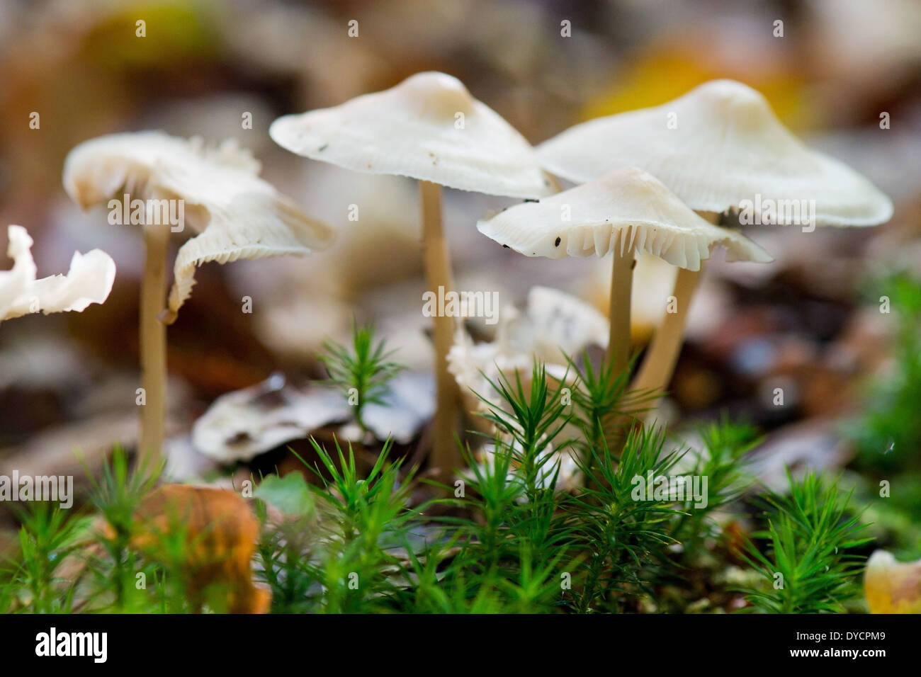 Gruppo poco bianco toad sgabelli in foresta Foto Stock