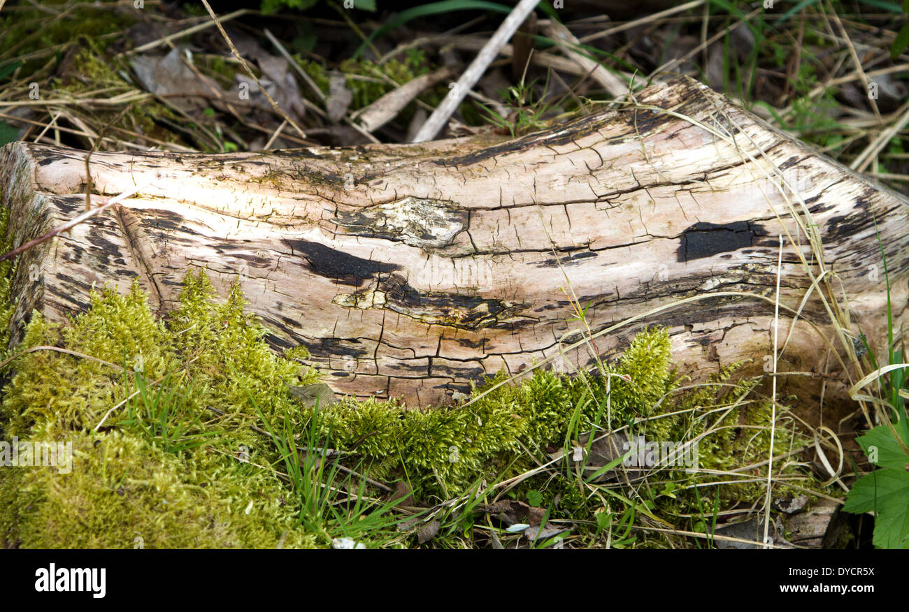 Woodland marciume/decadendo tronco di albero , Rosliston Centro forestale ,Swadlincote, Derbyshire.UK Foto Stock