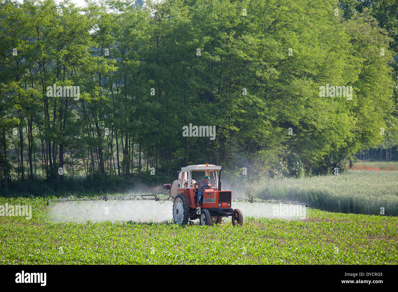Il trattore, controllo di peste il lavoro agricolo, campagna, Langhe, provincia di Alessandria, Piemonte, Italia, Europa Foto Stock