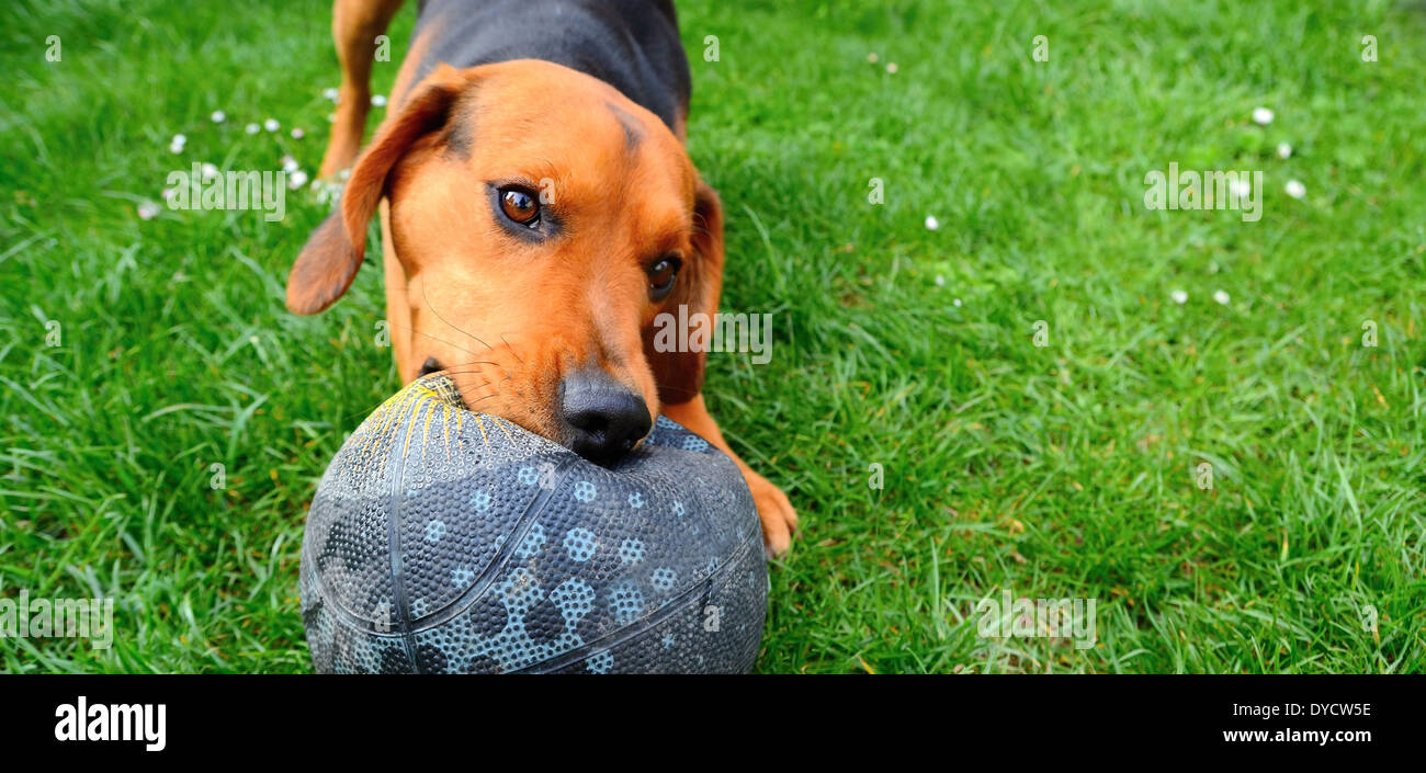 Ampia closeup colpo di carino giocoso giovane cane giocando con la palla. Foto Stock