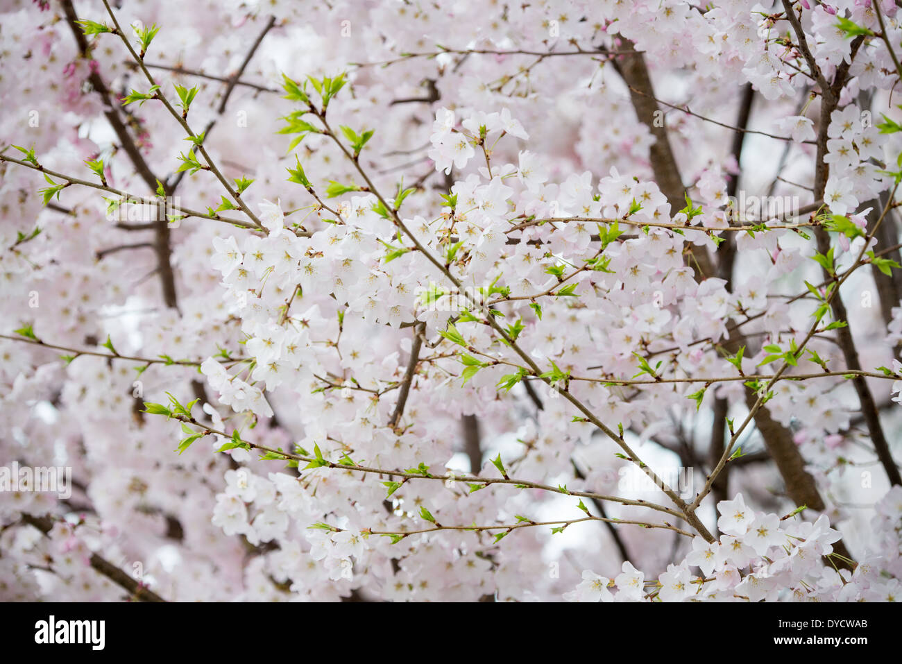 WASHINGTON DC - i fiori di ciliegio e le nuove foglie verdi sono visibili su un albero del bacino delle maree. Gli alberi in fiore, un dono del Giappone nel 1912, sono il fulcro dell'annuale Festival nazionale della fioritura dei ciliegi. Foto Stock