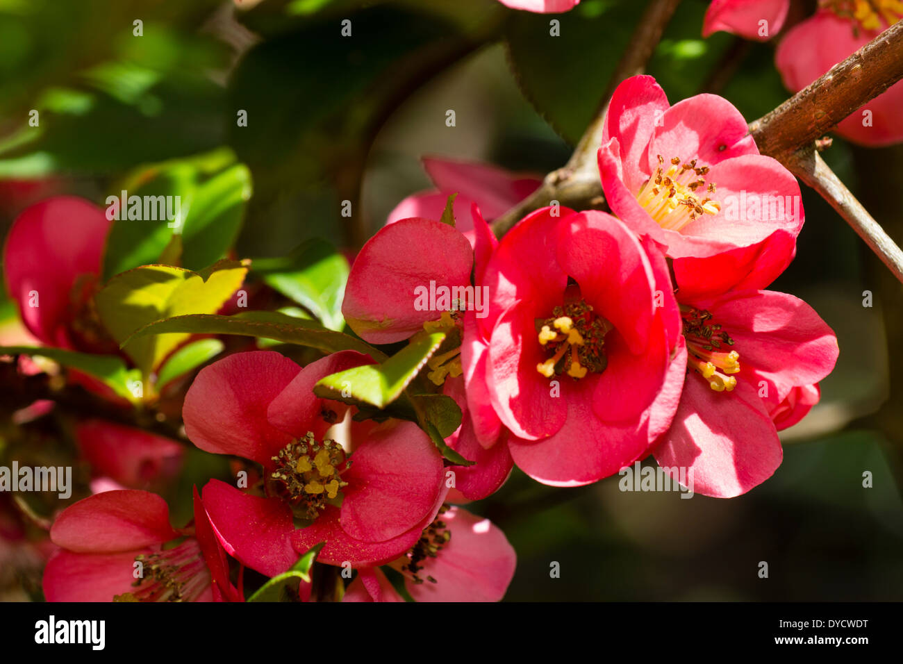 Dei Fiori di ibridi di mela cotogna giapponese, Chaenomeles x superba 'Pink Lady' Foto Stock