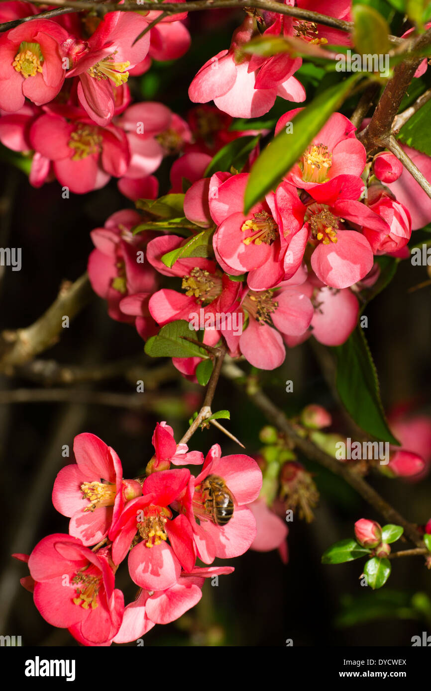 Dei Fiori di ibridi di mela cotogna giapponese, Chaenomeles x superba 'Pink Lady' Foto Stock