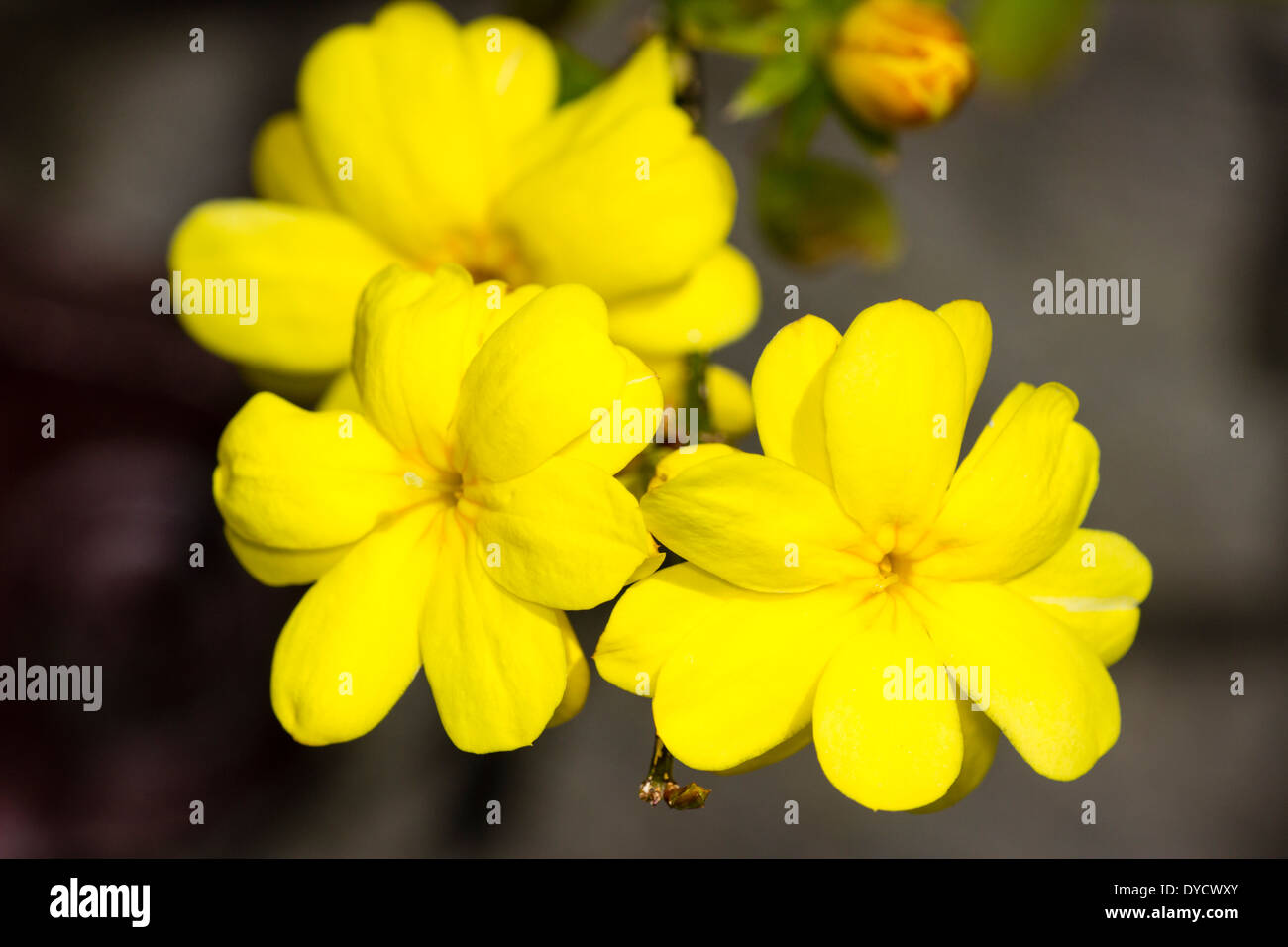 Fiori di semi lax doppia parete crescente arbusto, Jasminum mesnyi Foto Stock