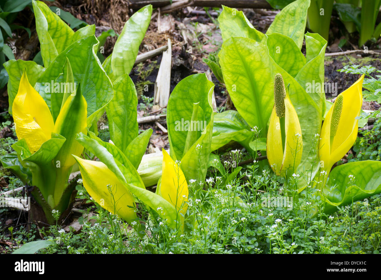 Spathes giallo e il fogliame emergente del western Skunk cavolo, Lysichiton americanus Foto Stock