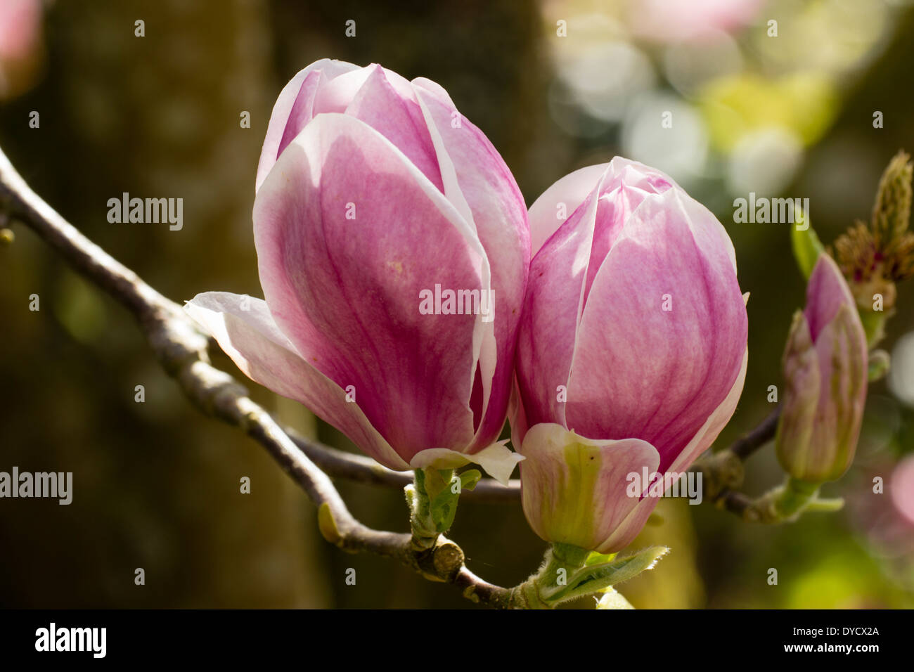 Gemellato globulare, fiori di Magnolia soulangeana x 'Rustica Rubra' Foto Stock