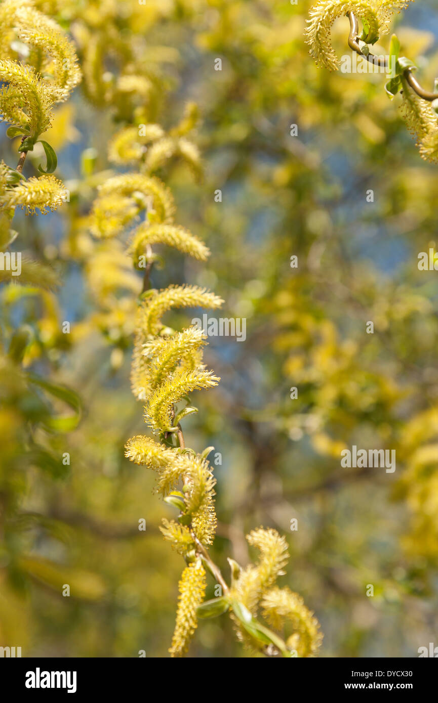 Ariosa rami maschili amenti di cavatappi twisted willow tree Foto Stock