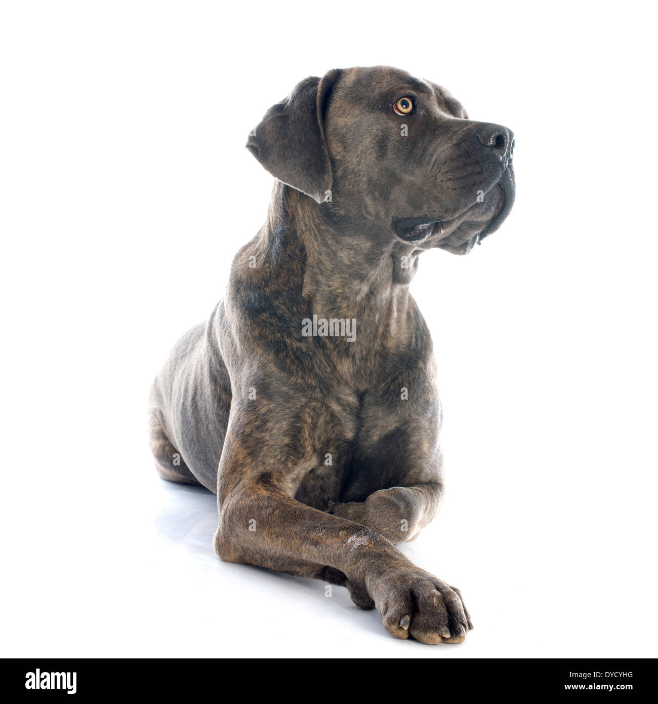 Italian mastiff davanti a uno sfondo bianco Foto Stock