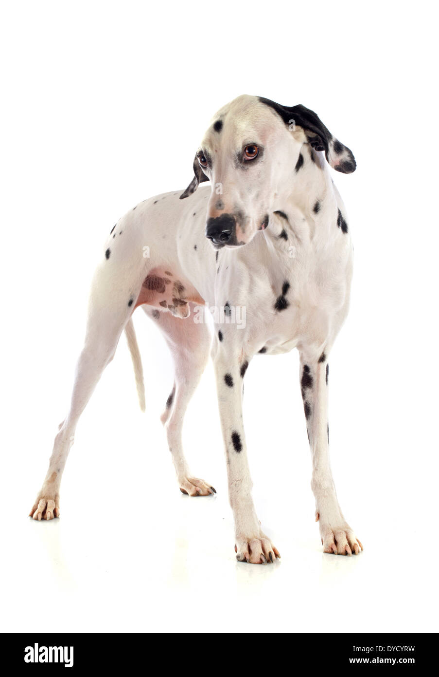 Cane dalmata di fronte a uno sfondo bianco Foto Stock