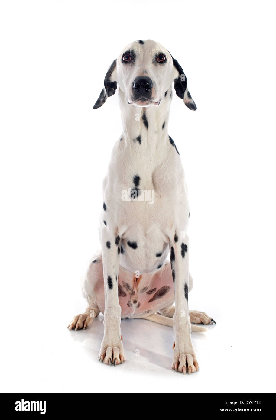 Cane dalmata di fronte a uno sfondo bianco Foto Stock