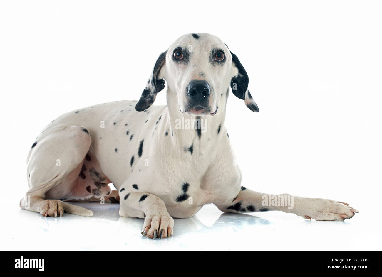 Cane dalmata di fronte a uno sfondo bianco Foto Stock