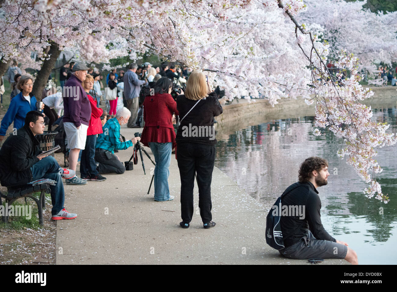 WASHINGTON DC - visitatori e fotografi si riuniscono lungo il bacino delle maree per ammirare i fiori di ciliegio in piena fioritura. L'annuale National Cherry Blossom Festival celebra il dono 1912 degli alberi provenienti dal Giappone, attirando folle sul lungomare per vedere gli alberi in fiore. Foto Stock