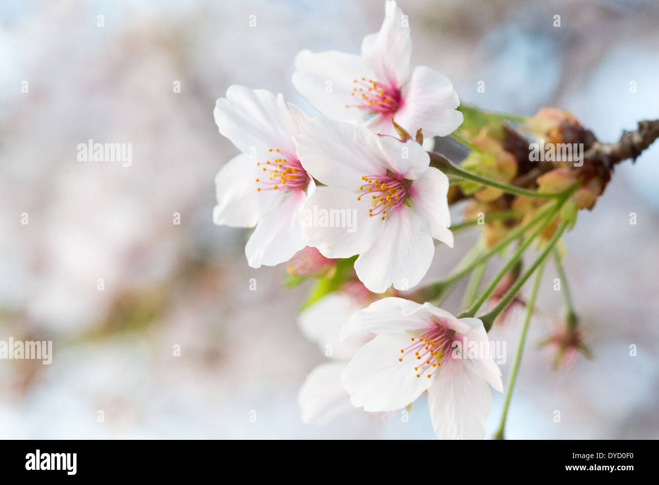 WASHINGTON DC - nuove foglie verdi emergono sugli alberi di ciliegio in fiore intorno al bacino delle maree, segnalando la fase post-picco della fioritura. Mentre i petali bianchi cadono, questa fase di transizione conclude la stagione primaverile della fioritura degli alberi, che furono un dono del Giappone nel 1912. Foto Stock
