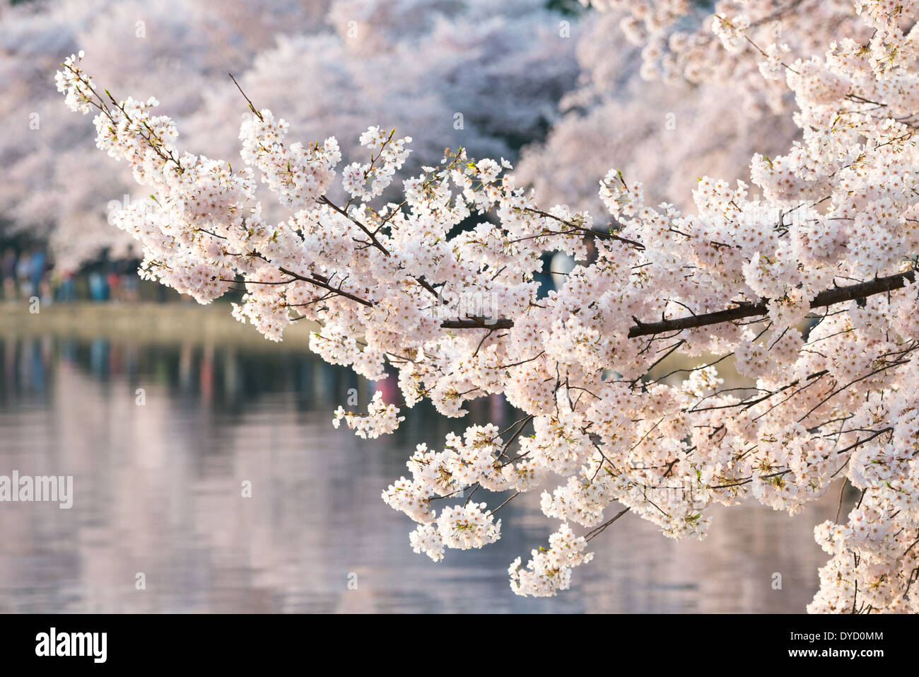 WASHINGTON DC - la fioritura di migliaia di fiori di ciliegio intorno al bacino di marea a Washington DC è un spettacolo annuale che risale a più di un secolo ed è un punto culminante della regione di primavera della stagione turistica. Foto Stock