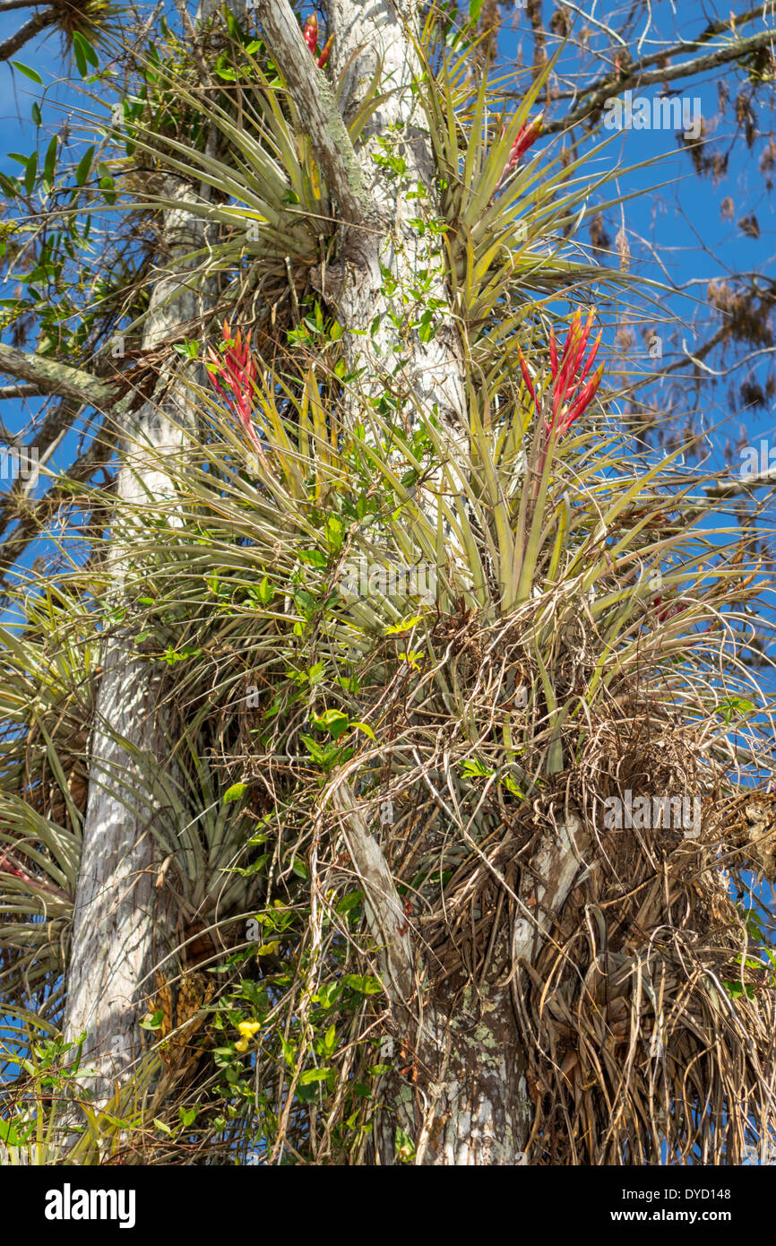 Florida Everglades, Big Cypress National Preserve, bromeliads, piante da fiore monocot, vita vegetale, alberi, visitatori viaggio tour turistico Foto Stock