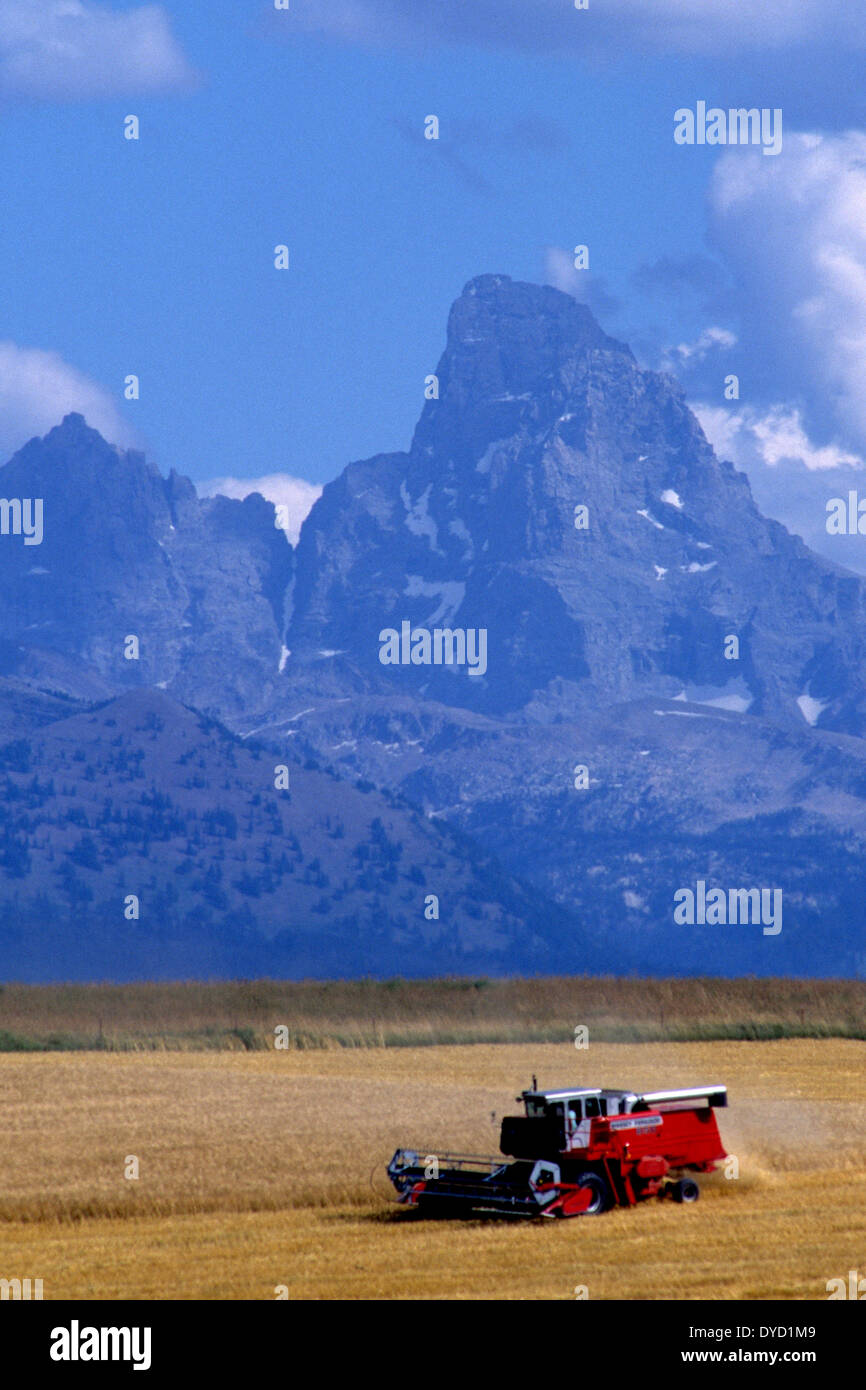 La raccolta di orzo in Idaho orientale con i Teton Mountains in Wyoming in background Foto Stock