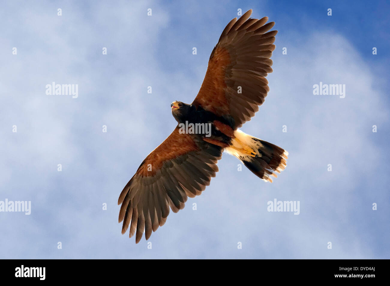 Harris' Hawk (Parabuteo unicinctus) Foto Stock