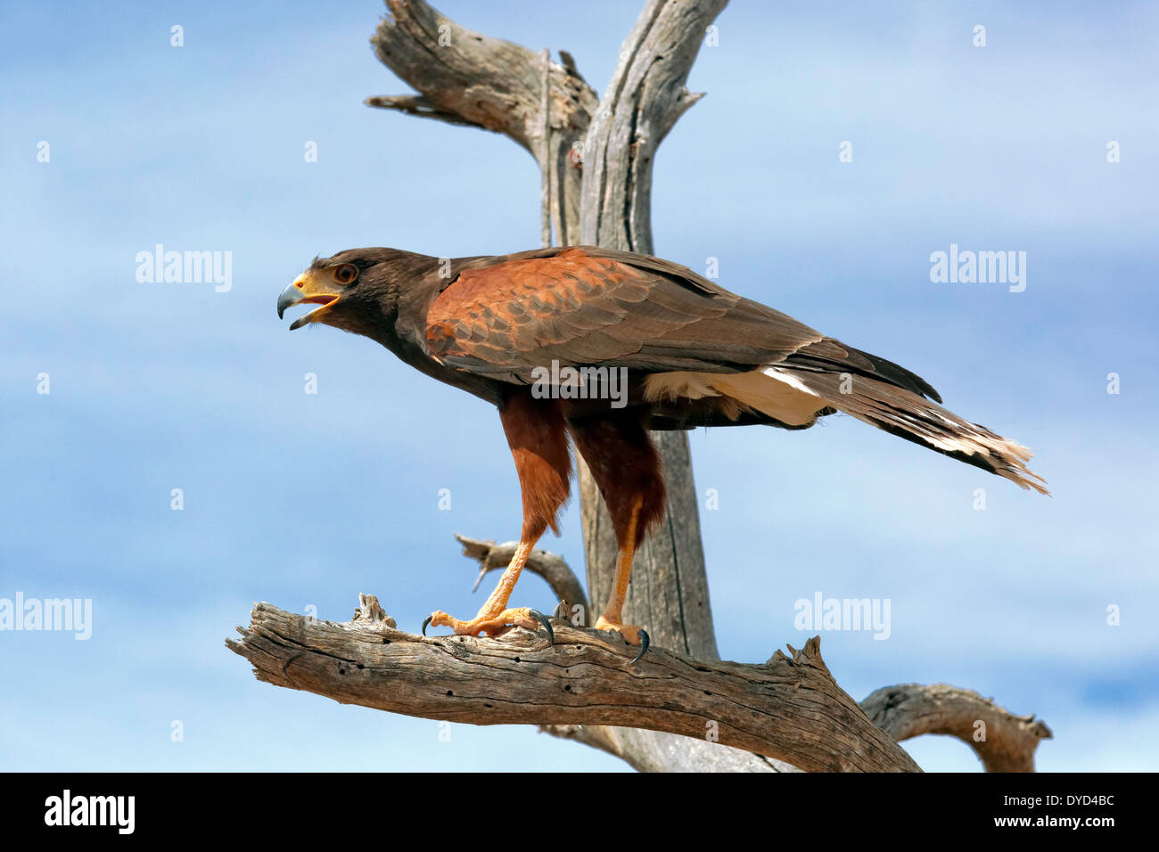 Harris' Hawk (Parabuteo unicinctus) Foto Stock