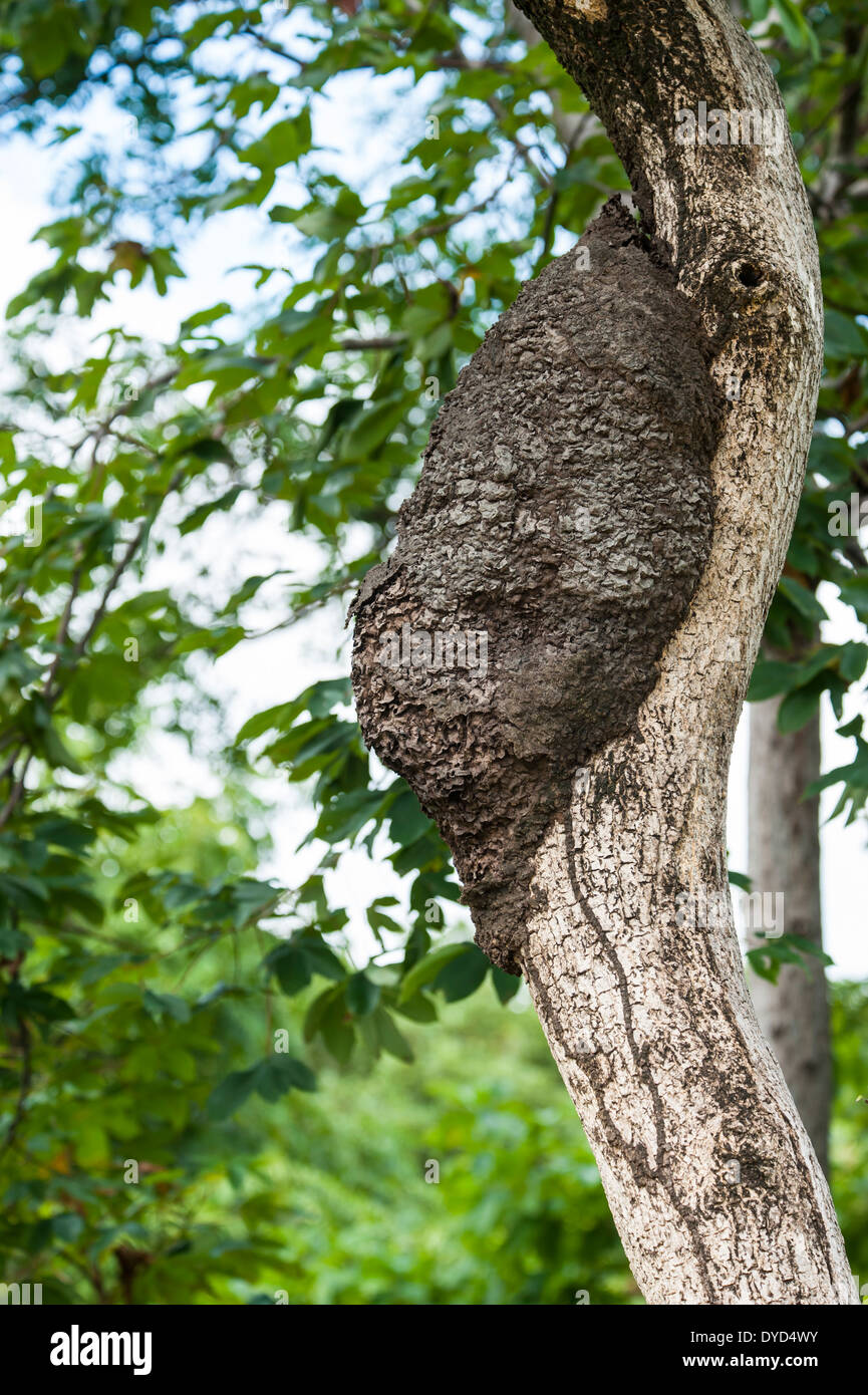 Termite nido su un albero in una foresta pluviale tropicale Foto Stock
