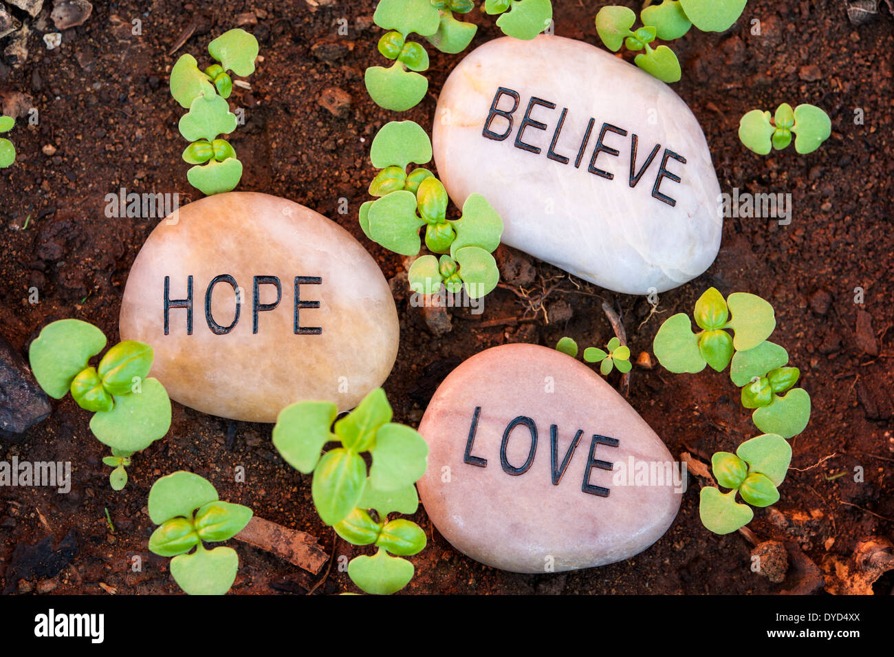 Spuntano piante circondano di speranza, di amore e di credere di rocce di messaggio Foto Stock