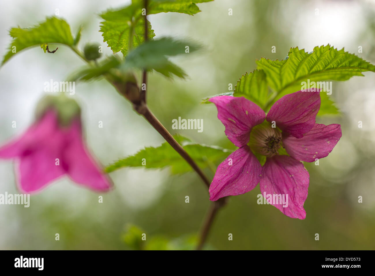 Spring pink fiore che sboccia su un ramo coperto con foglie di colore verde Foto Stock