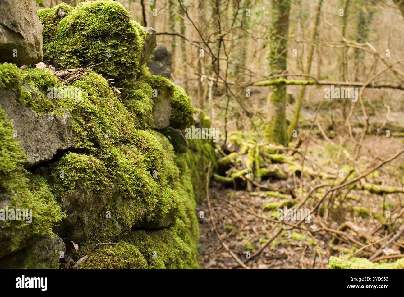 Un invecchiamento in pietra a secco parete ricoperta con MOSS e alcuni alberi ai ferri corti il Galles del nord Foto Stock
