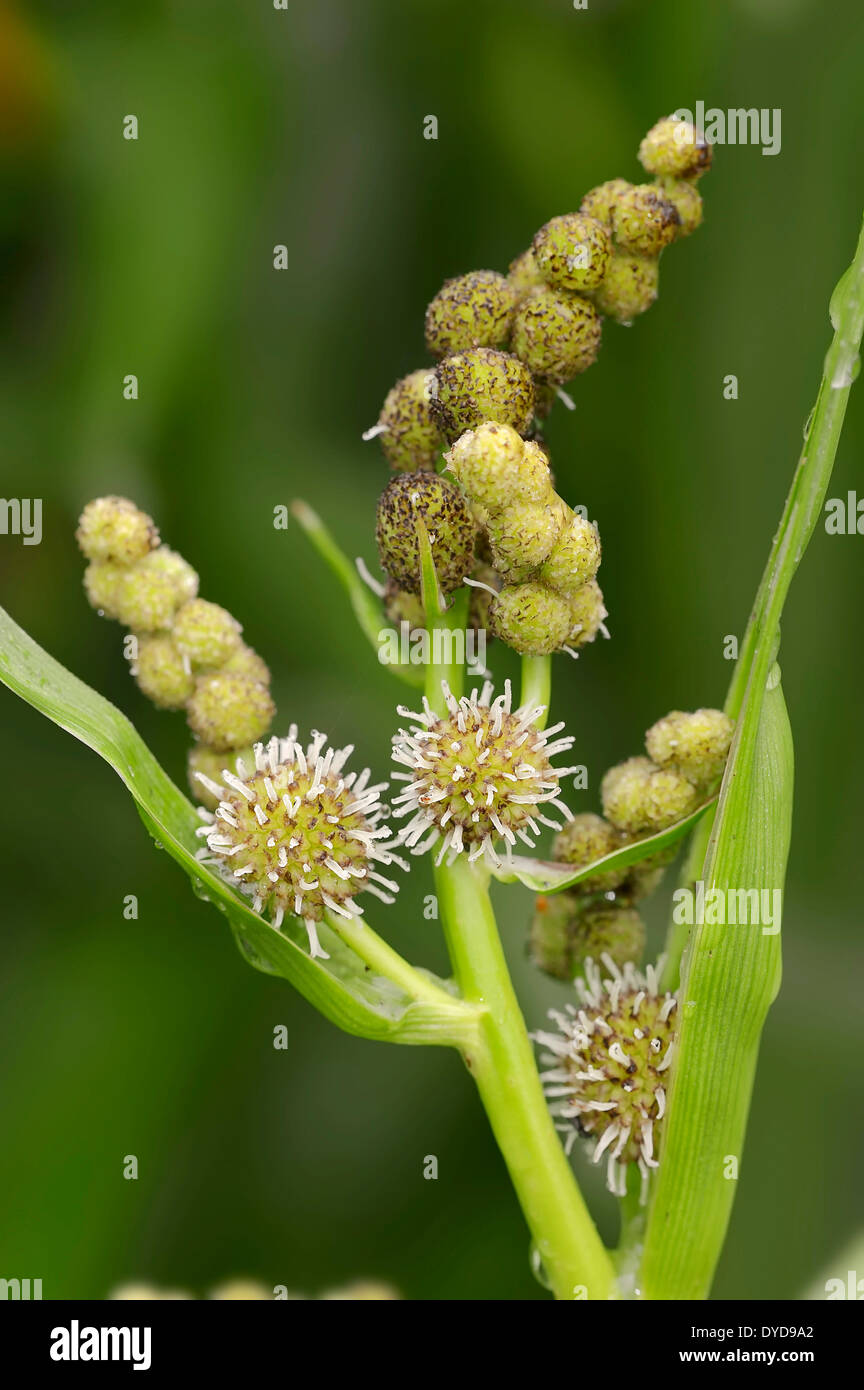 Simplestem Bur-reed o ramificato Bur-reed (Sparganium erectum, Sparganium polyedrum), fiori, Nord Reno-Westfalia, Germania Foto Stock