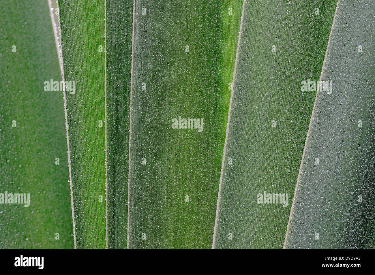 Giunco comune o di latifoglie tifa (Typha latifolia), foglie, Renania settentrionale-Vestfalia, Germania Foto Stock