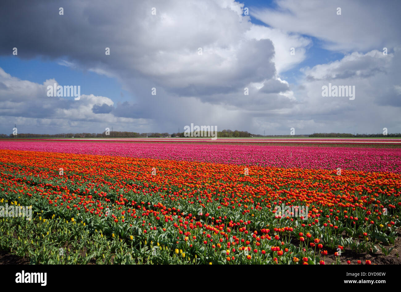 Giallo, arancione e rosa tulipani sotto le nuvole scure Foto Stock
