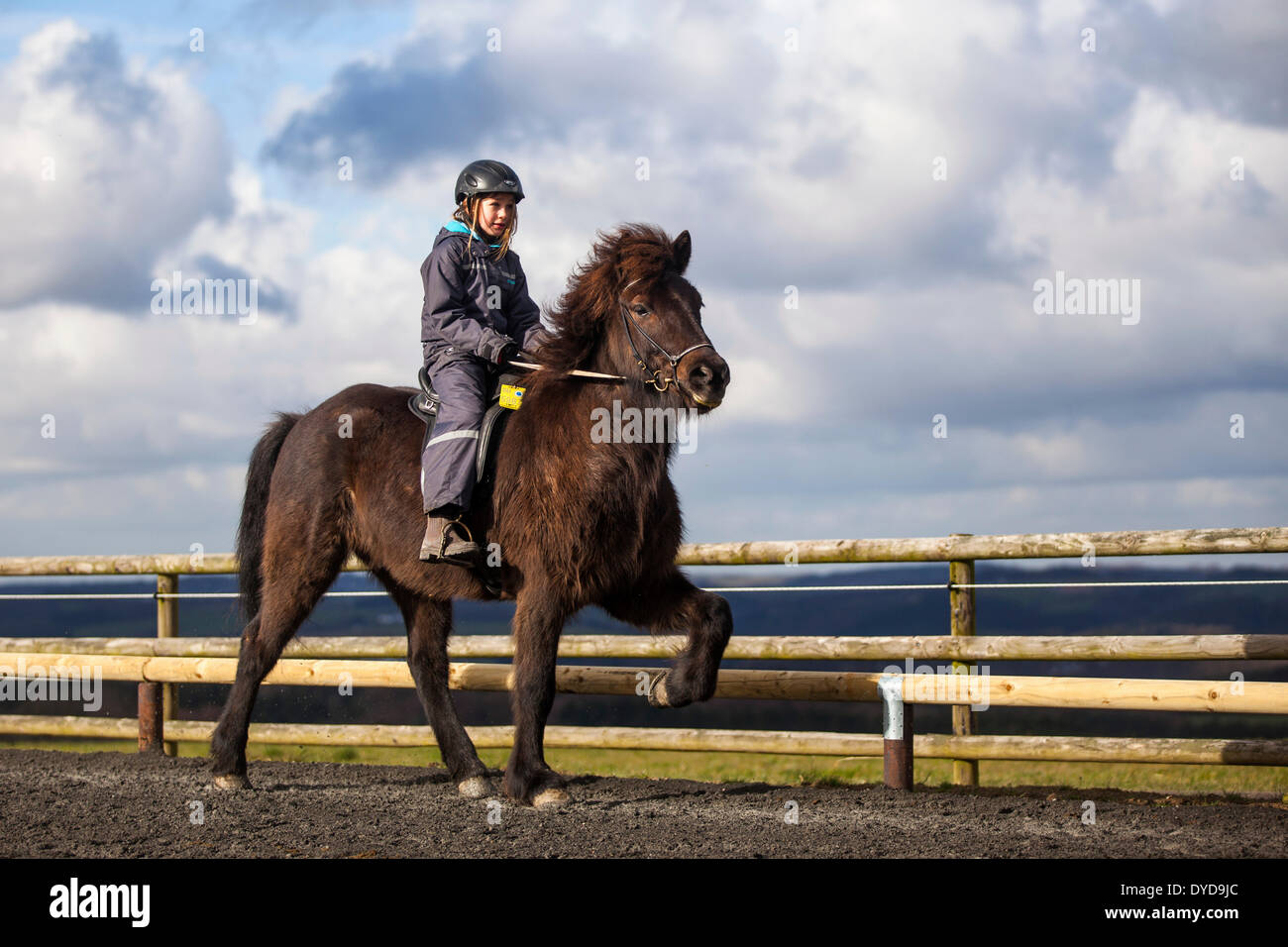 Ragazza in sella di un cavallo islandese in un tölt gait, Salisburgo, Austria Foto Stock