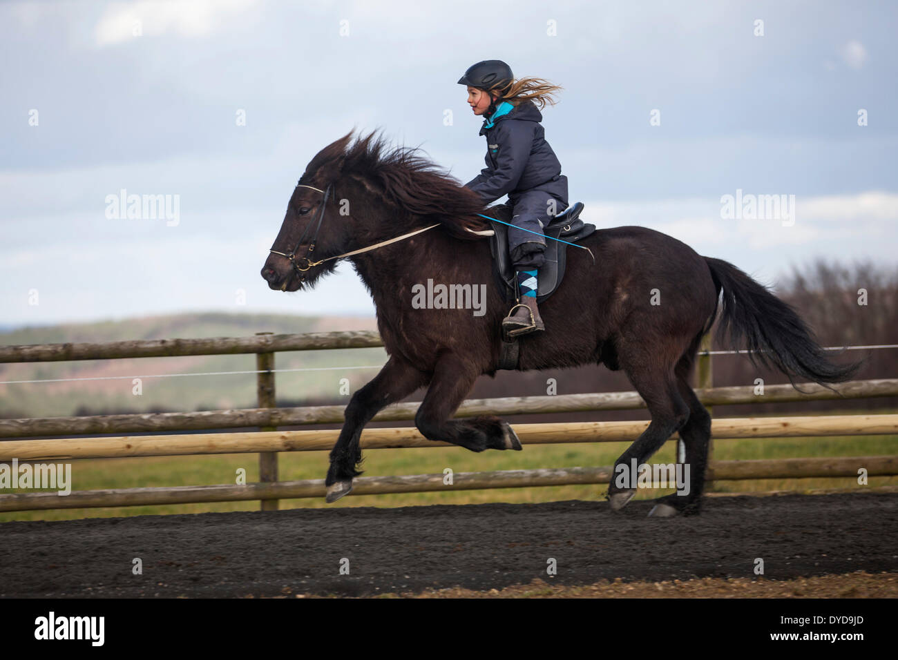 Ragazza in sella di un cavallo islandese in un galoppo, Salisburgo, Austria Foto Stock