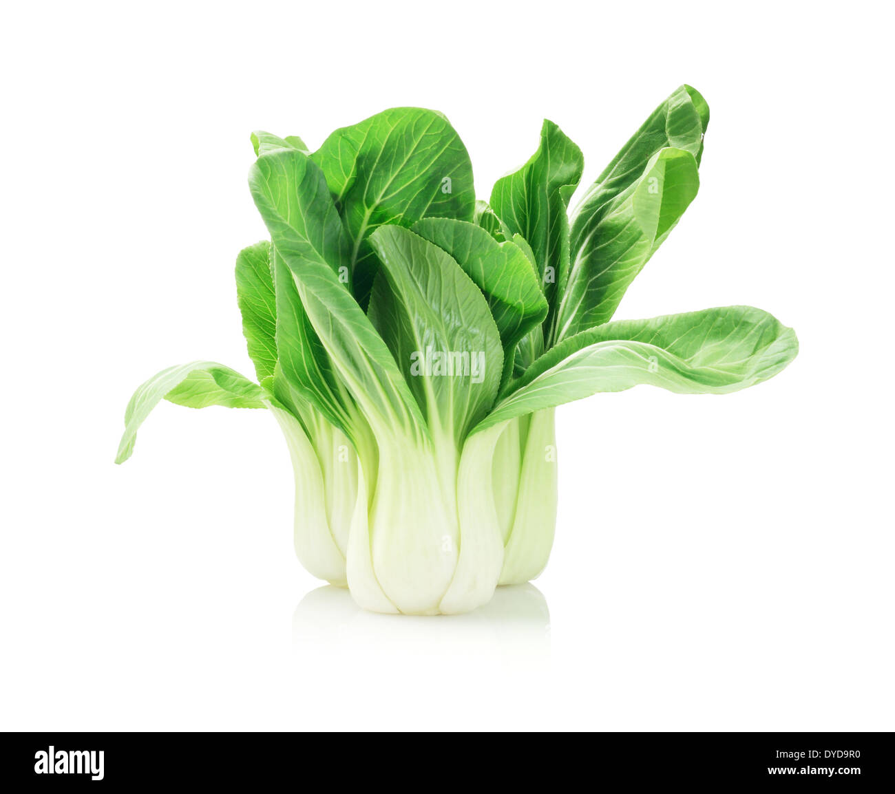 Il verde fresco Cavolo cinese su sfondo bianco Foto Stock