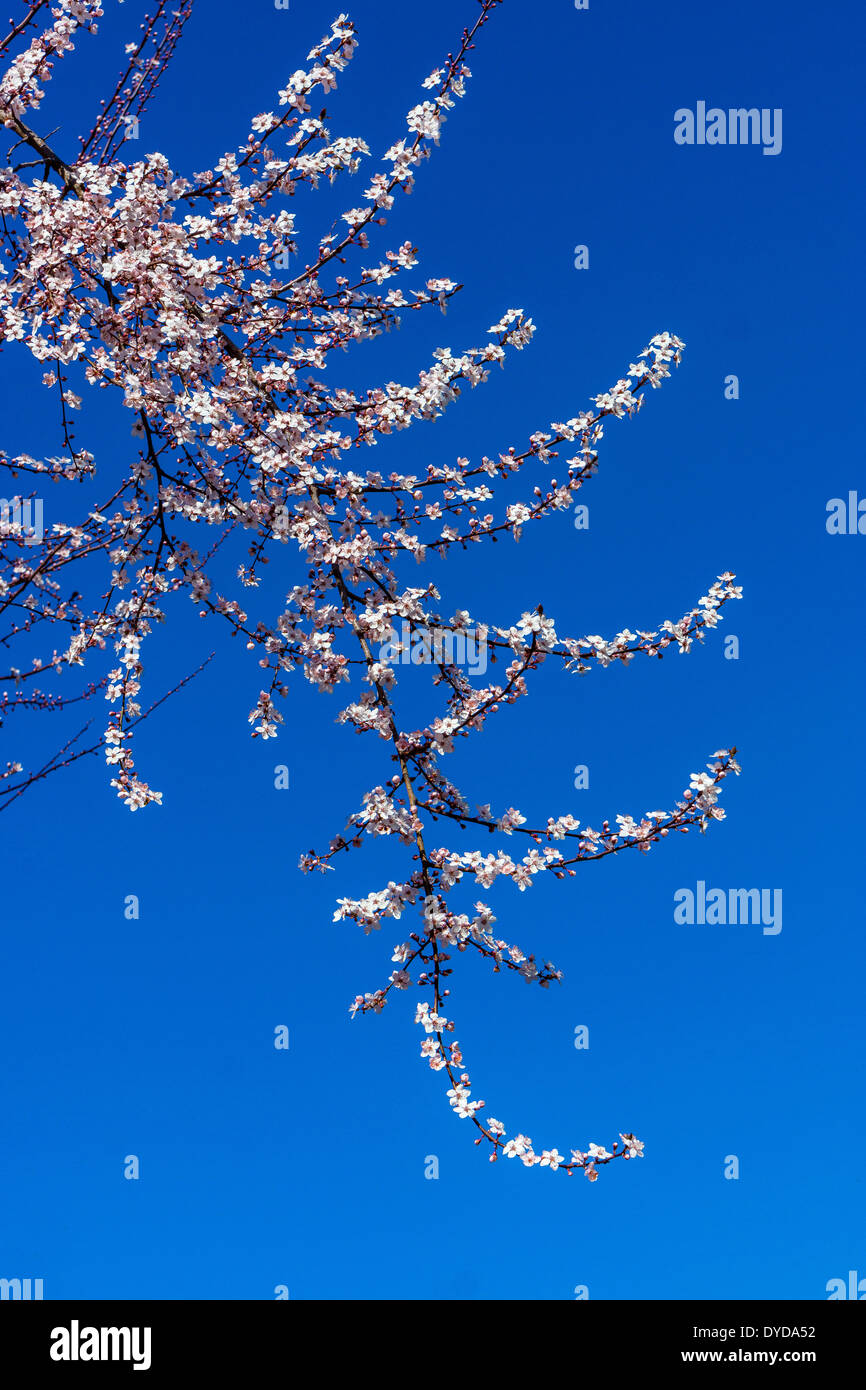 Bianco Ciliegio blossom contro il cielo blu primavera spring-time Foto Stock