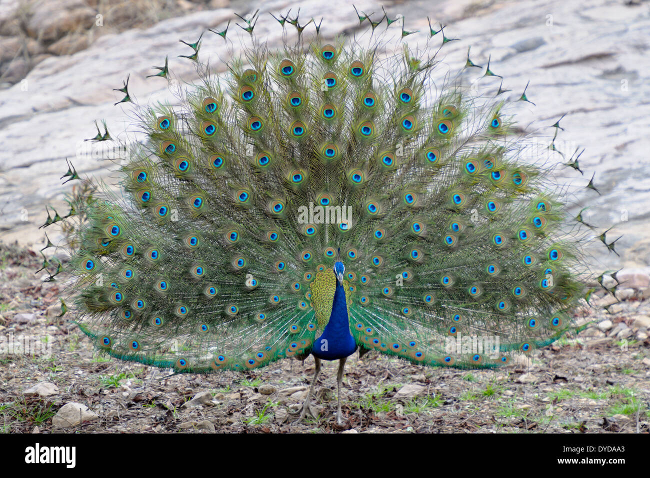 Indian peafowl visualizzando le sue piume di corteggiamento. Foto Stock