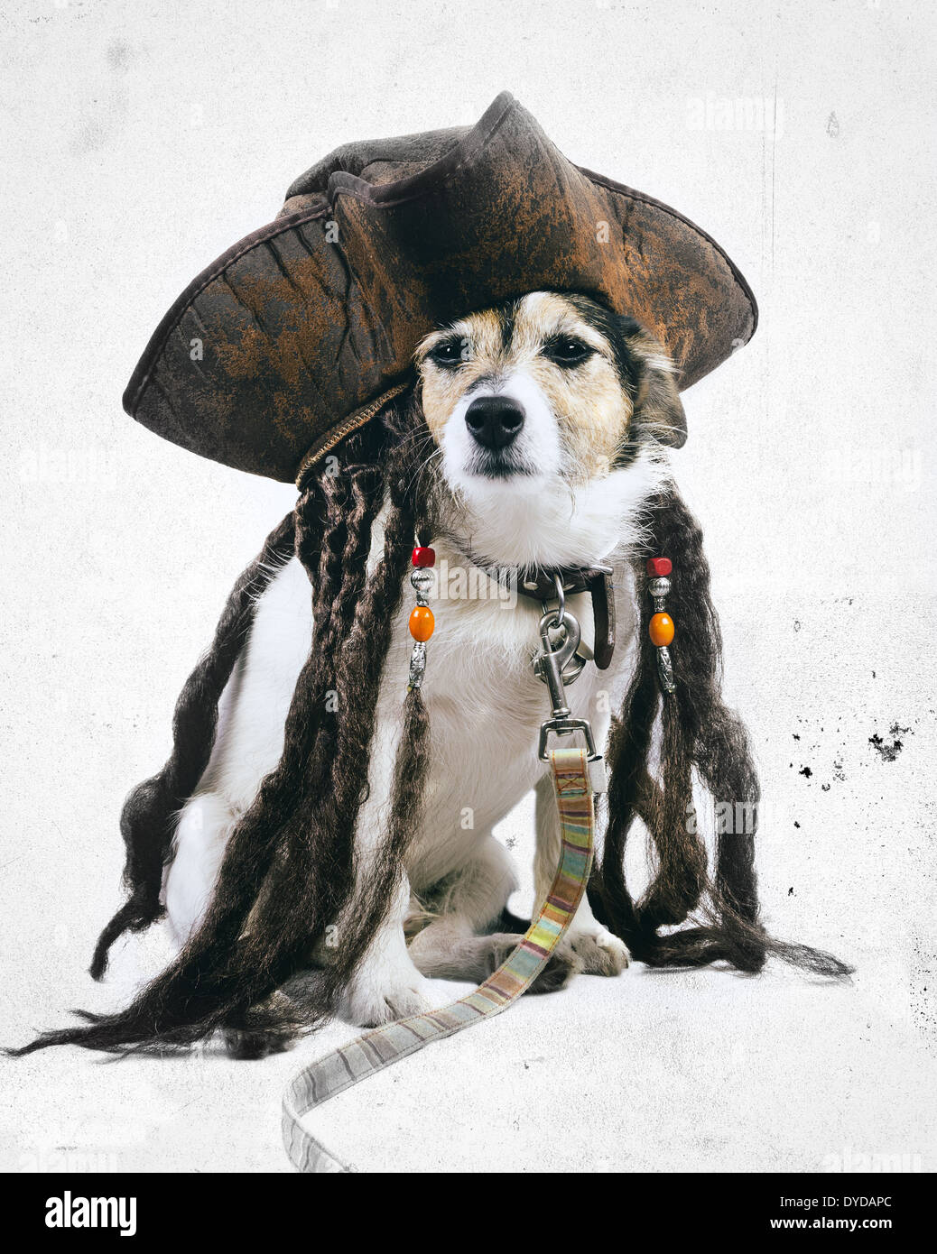 Effetto Vintage Jack Russell cane indossando pirate hat Foto Stock