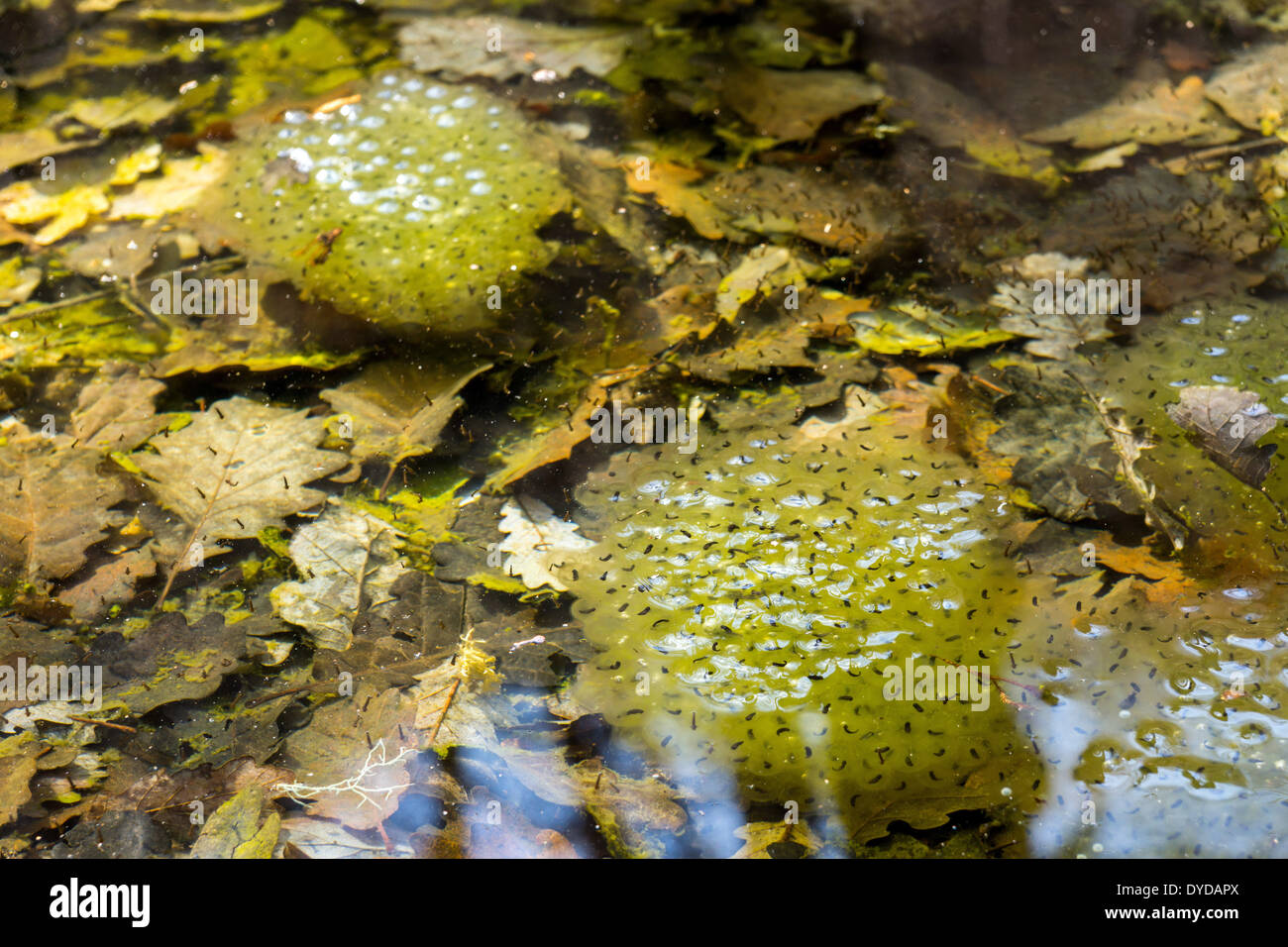 Frog spawn nel bosco laghetto con foglie e riflessioni, molla, rane, girini, anfibio Foto Stock