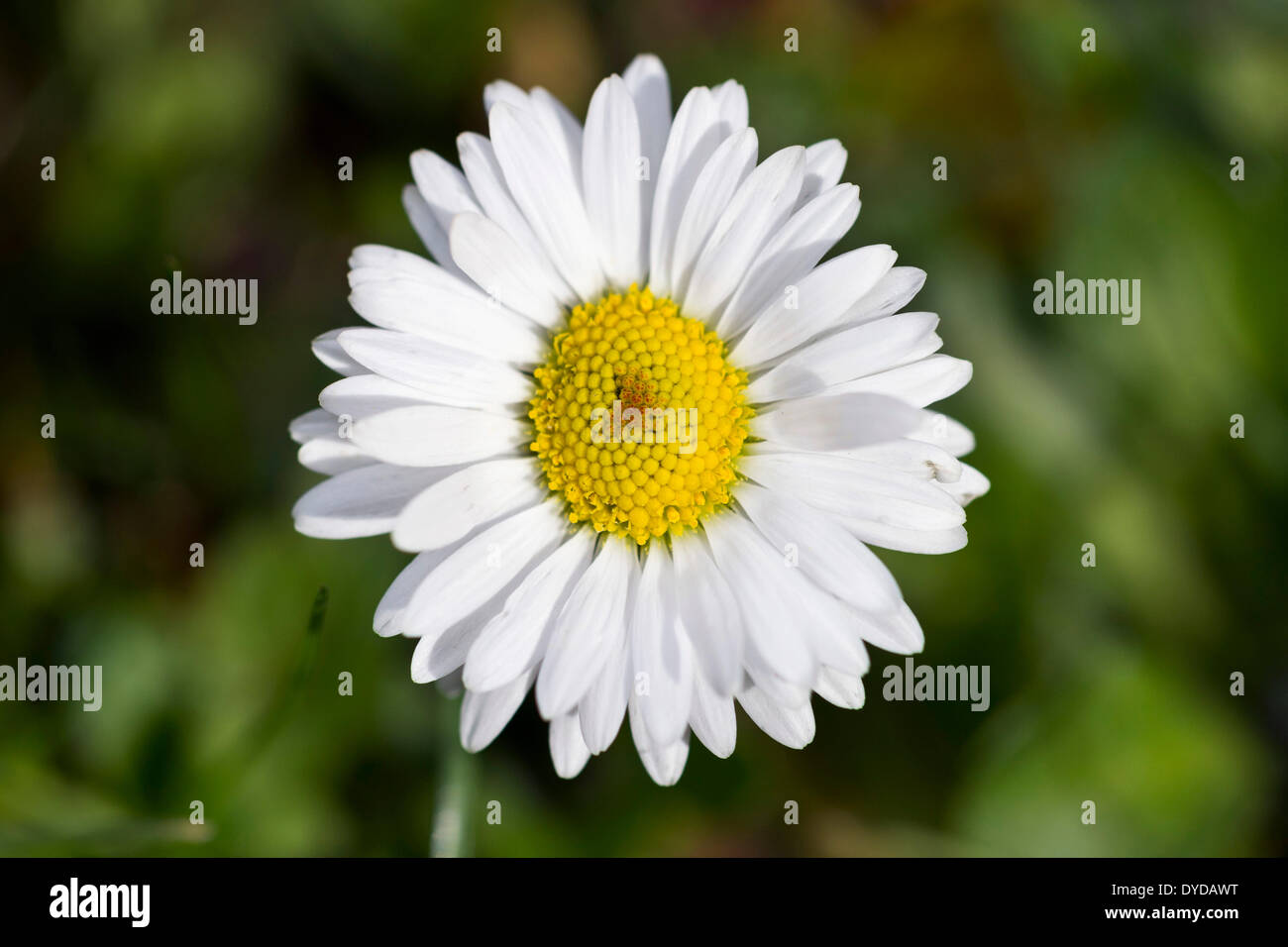 Daisy (Bellis perennis), Baden-Württemberg, Germania Foto Stock